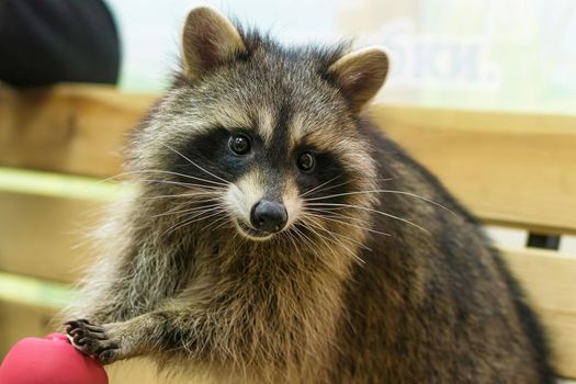 raccoon (Procyon lotor), also known as the North American raccoon close up. Human like expression on the animal face