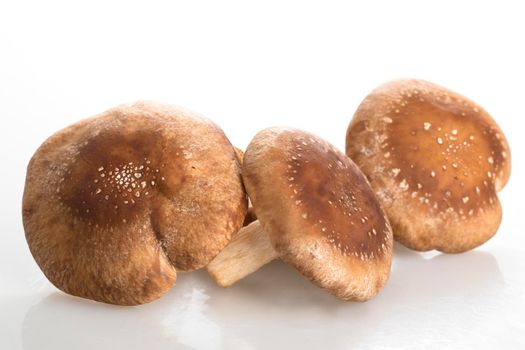 Three raw shiitake mushrooms on a white surface
