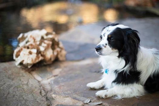 Cute dog relaxing by garden pond and looking into the distance.