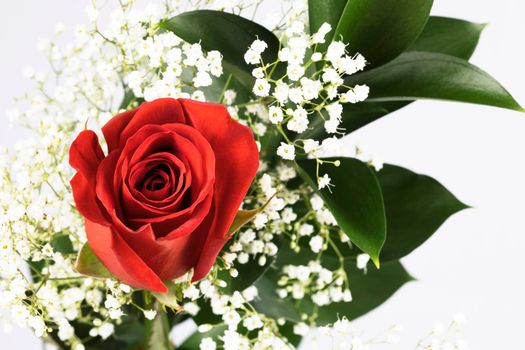 Romantic red rose with baby's breath.