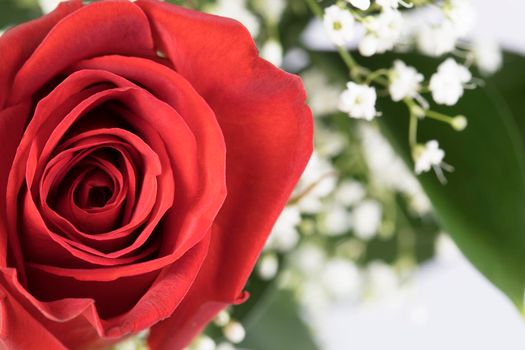 Close up of vibrant red rose with baby's breath.