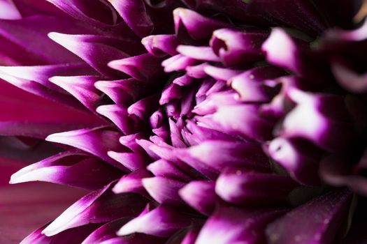 Close up of purple dahlia