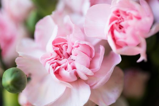 Close up of vibrant pink carnations