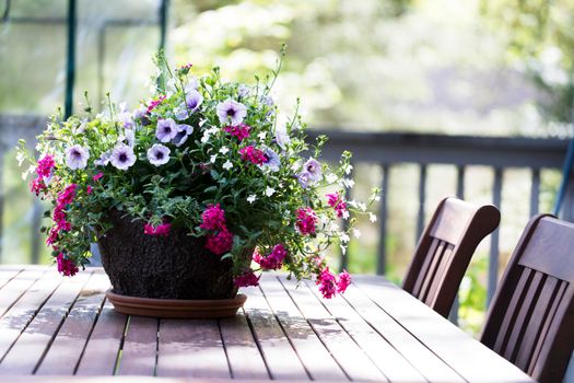 Spring flower basket with variegated purple petunias and pink verbena flowers on outdoor wooden table.