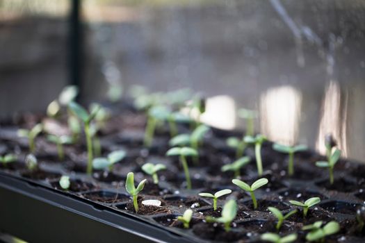 Sunflower spouts in seedling tray plugs.