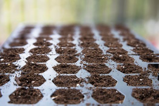 Tray for growing seedlings filled with soil and ready for planting