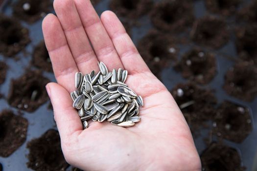 Hand with sunflower seeds held over seed tray with soil ready for planting.