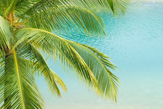 green palm leaves over the turquoise waters of tropical sea