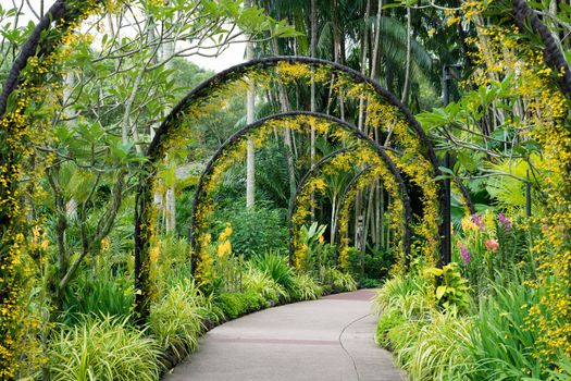 scenic artificial arcs with many yellow orchid flowers in famous Singapore Botanical Garden