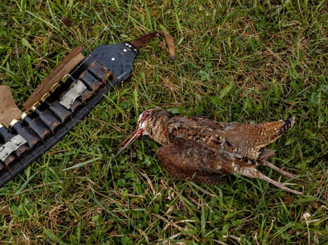 Dead bird and hunter's bandolier lie on ground among green grass.