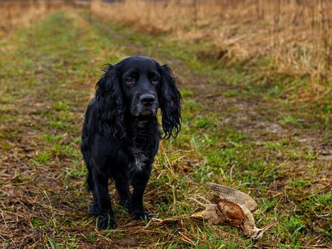 Hunting dog and its trophy - wild killed bird on ground among green grass in spring day.