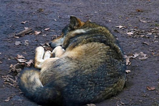 Close-up of an adult wolf sleeping in a hole in the forest