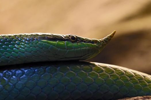 Rhinoceros snake. Long green snake with a nose