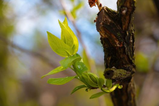 Young green branches bloom on the tree in spring in the park. Nature comes to life in the garden