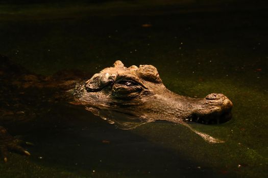 The alligator's head is visible from the water. A predatory animal to hunt, has strong strong teeth