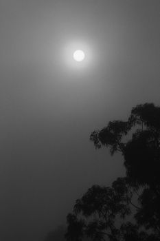 Beautiful and dark Eucalyptus forest covered by fog in the morning in Spain