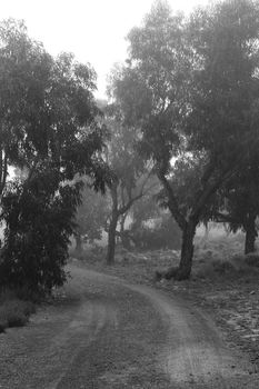 Beautiful and dark Eucalyptus forest covered by fog in the morning in Spain
