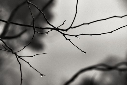 Dry tree branches with dew drops in the morning in Spain. Monochrome picture.