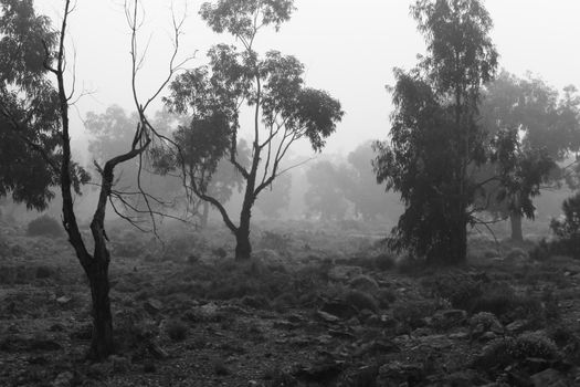Beautiful and dark Eucalyptus forest covered by fog in the morning in Spain
