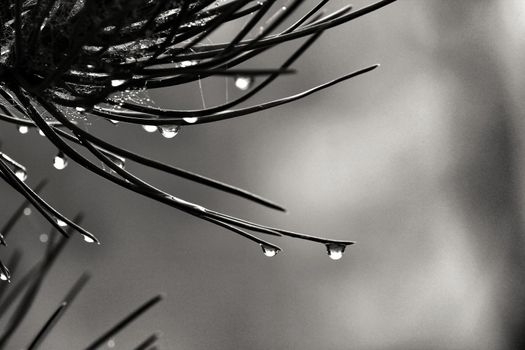 Pine needles with cobwebs and dew drops in the morning in Spain. Monochrome picture.