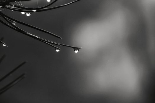 Pine needles with cobwebs and dew drops in the morning in Spain. Monochrome picture.