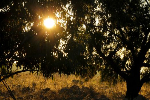 Countryside landscape with native bushes and eucalyptus trees in the morning in Alicante, Spain