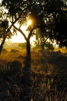 Countryside landscape with native bushes and eucalyptus trees in the morning in Alicante, Spain