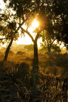 Countryside landscape with native bushes and eucalyptus trees in the morning in Alicante, Spain