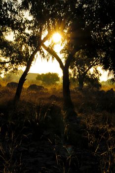 Countryside landscape with native bushes and eucalyptus trees in the morning in Alicante, Spain