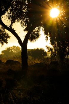 Countryside landscape with native bushes and eucalyptus trees in the morning in Alicante, Spain