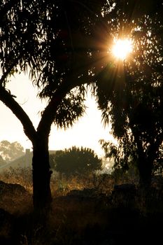 Countryside landscape with native bushes and eucalyptus trees in the morning in Alicante, Spain