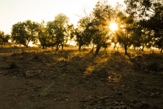 Countryside landscape with native bushes and eucalyptus trees in the morning in Alicante, Spain