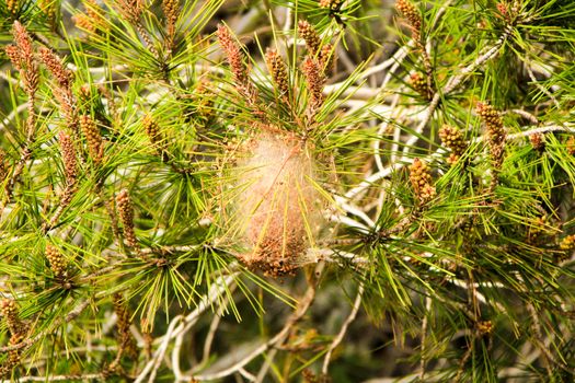 Processsionary nest on a pine tree in spring