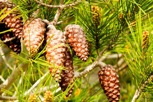Pinus Halepensis in the mountain under the sun in Alicante, Spain