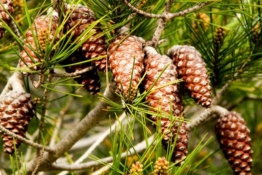 Pinus Halepensis in the mountain under the sun in Alicante, Spain