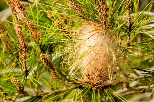 Processsionary nest on a pine tree in spring