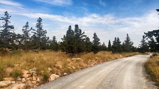 Countryside landscape with native bushes and conifers at sunset in Alicante, Spain