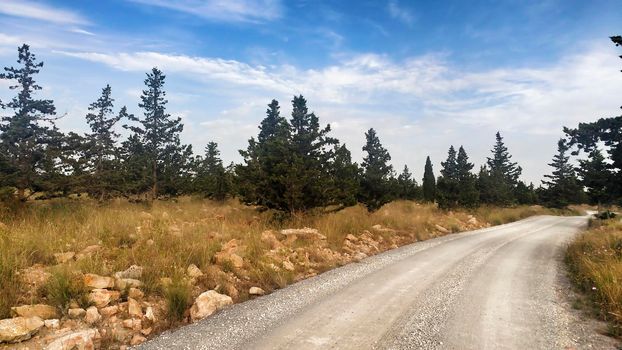Countryside landscape with native bushes and conifers at sunset in Alicante, Spain