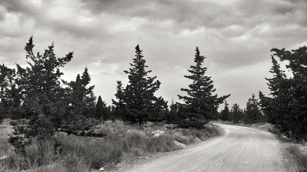 Countryside landscape with native bushes and conifers in Alicante, Spain