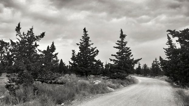 Countryside landscape with native bushes and conifers in Alicante, Spain