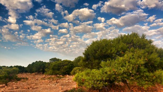 Countryside landscape with native bushes and conifers in Alicante, Spain
