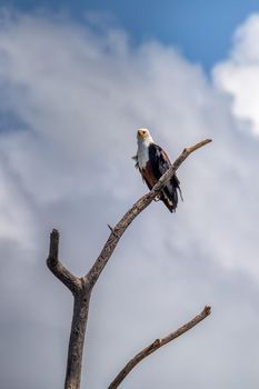 African Fish Eagle perched on tree against dramatic sky, Haliaeetus vocifer, large species of eagle found throughout sub-Saharan Africa, Chamo lake, Ethiopia Africa wildlife