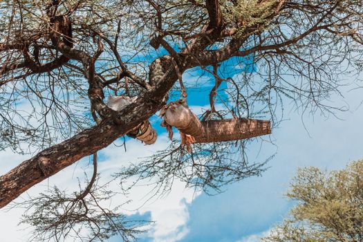 Ethiopian natives traditional collect honey by hanging the bee hives on an acacia tree. Ethiopia, Apiary near Arba Minch lake Chamo. Africa