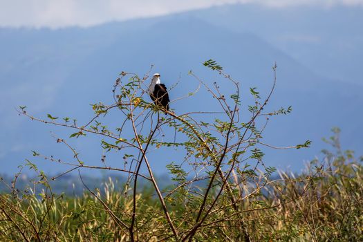 African Fish Eagle perched on tree, Haliaeetus vocifer, large species of eagle found throughout sub-Saharan Africa, Chamo lake, Ethiopia Africa wildlife