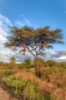 Ethiopian natives traditional collect honey by hanging the bee hives on an acacia tree. Ethiopia, Apiary near Arba Minch lake Chamo. Africa