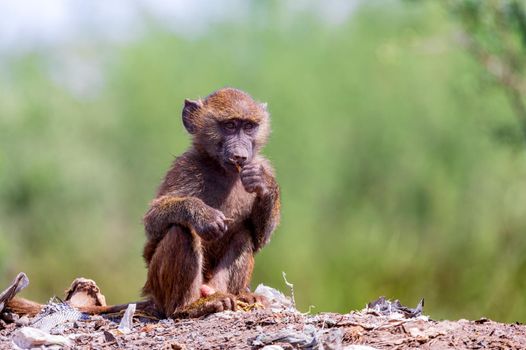 baby of chacma baboon, papio ursinus, sitting on garbage at the landfill. Arba Minch, Ethiopia Africa wildlife