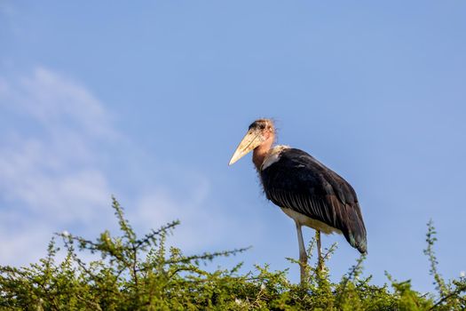 Leptoptilos, very large tropical storks known as Marabou Stork on top of tree. Arba Minch, Ethiopia Africa wildlife