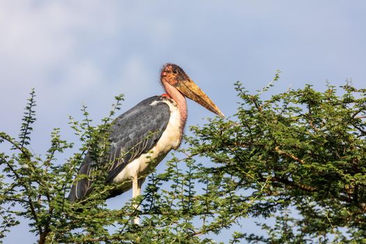 Leptoptilos, very large tropical storks known as Marabou Stork on top of tree. Arba Minch, Ethiopia Africa wildlife
