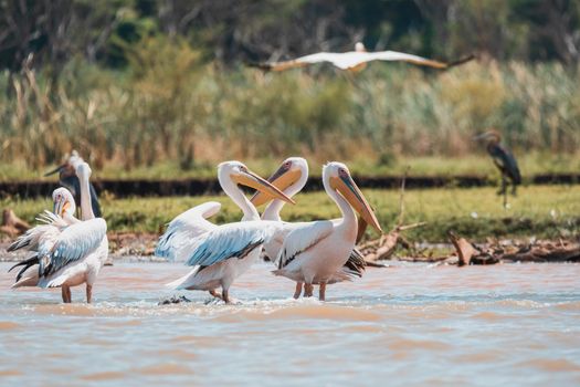 flock of birds Great White Pelicans, Pelecanus onocrotalus, on Chamo Lake, Arba minch, Ethiopia, Africa wildlife