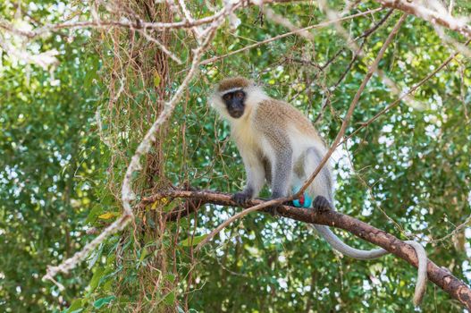 cute Vervet monkey in Lake Chamo national park, Arba Minch, Ethiopia wildlife